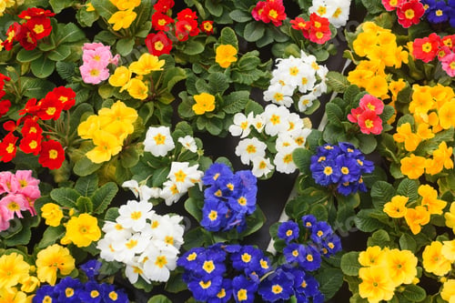 Preview: Colorful Background From Garden Of Flowers And Berries, Top View.