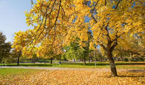 Preview: Crazy Fall Colors In The Park.