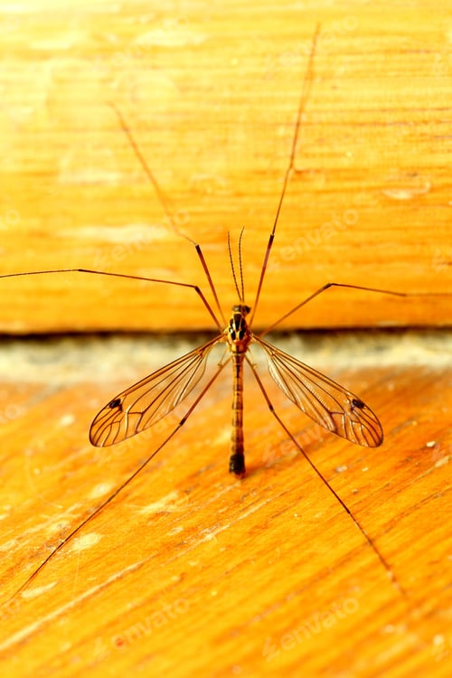 Preview: A Mosquito Sitting On Yellow Wall Indoor. Extreme Close-Up.