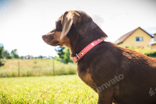 Preview: Little Dachshund Purebreed Long Bodied Short Legged Small Dog Playing Outside On Grass During