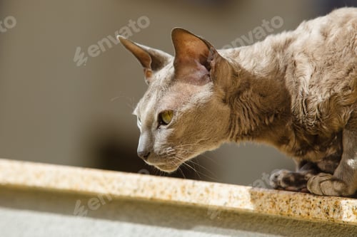 Preview: Animals At Home. Egyptian Mau Cat Sitting On The Balcony Outdoor