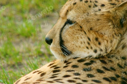 Preview: Cheetah Portrait, (Acinonyx Jubatus) Looking Straight At Camera