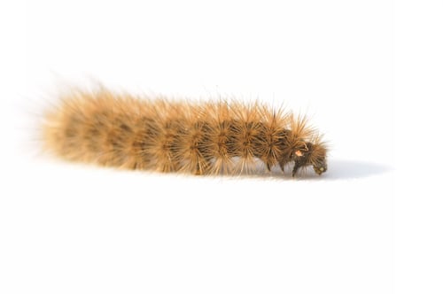 Preview: Hairy Brown Caterpillar On White Background