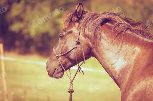 Preview: Closeup Of Majestic Graceful Brown Horse In Meadow Field. Tranquil Countryside Scene.