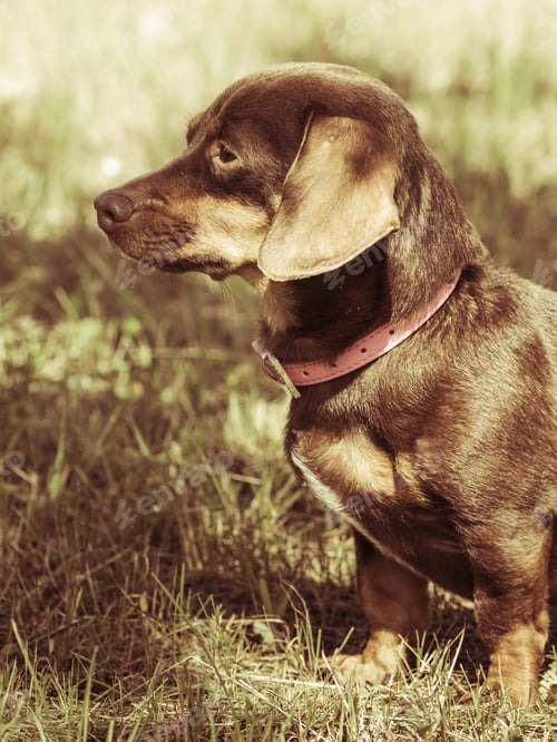 Preview: Little Dachshund Purebreed Long Bodied Short Legged Small Dog Playing Outside On Grass During