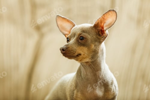 Preview: Little Pinscher Ratter Prazsky Krysarik Purebreed Small Dog Sitting Relaxing And Chilling At Home.