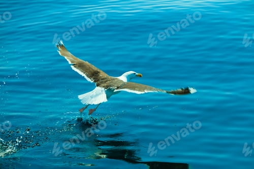 Preview: Seagull Seaside Bird Flying Above Blue Sky, Landing