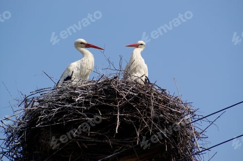 Preview: Two White Storks In The Nest On The Blue Sky. The Symbol Of Spring To Come, Symbol Of New Life.