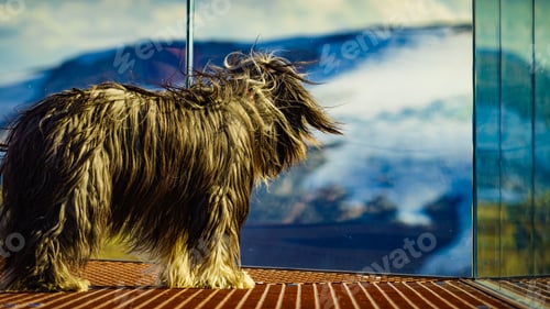 Visualização: Travel With Animals. Dog On Dalsnibba Viewpoint In Norway