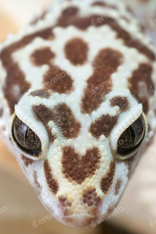 Preview: Leopard Gecko, Eublepharis Macularius. Tropical Lizard