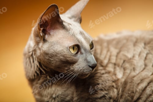 Preview: Animals At Home. Egyptian Mau Cat Portrait