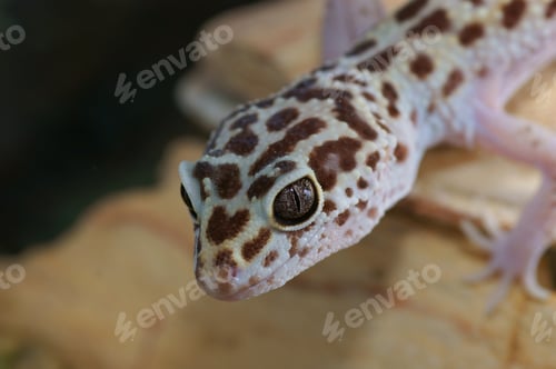Preview: Leopard Gecko, Eublepharis Macularius. Tropical Lizard
