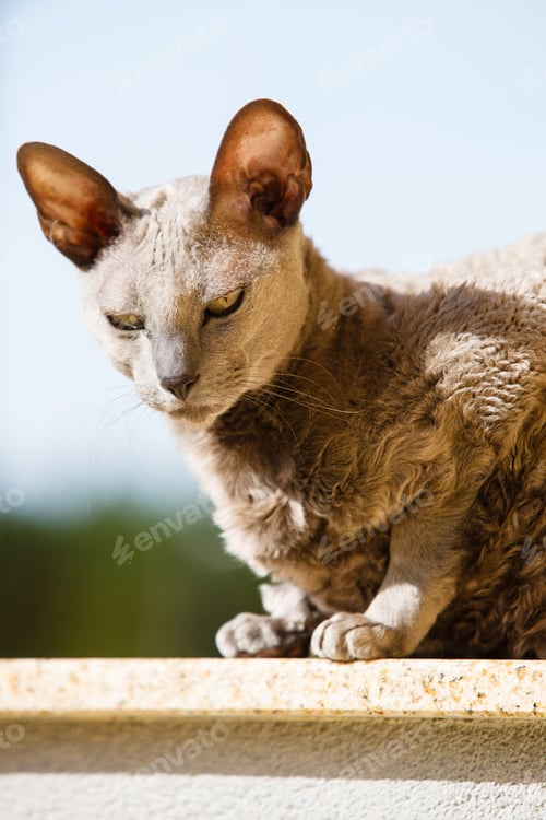 Preview: Animals At Home. Egyptian Mau Cat Sitting On The Balcony Outdoor