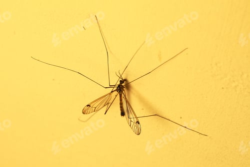 Preview: A Mosquito Sitting On Yellow Wall Indoor. Extreme Close-Up.