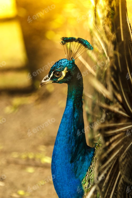 Preview: Beautiful Majestic Male Peacock With Blue Head. Animals, Ornithology Beauty, Nature Concept.