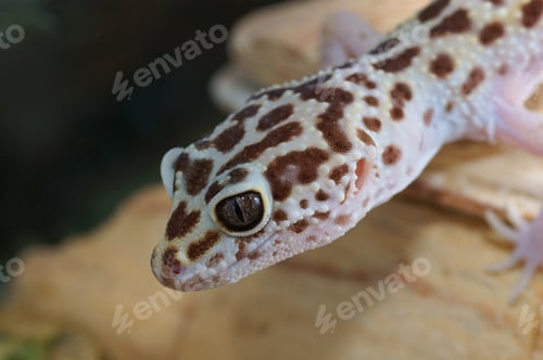 Preview: Leopard Gecko, Eublepharis Macularius. Tropical Lizard