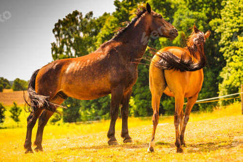 Preview: Two Brown Wild Horses On Meadow Idyllic Field. Agricultural Mammals Animals In Natural Environment.