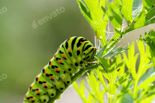 Preview: Green Caterpillar On Natural Background