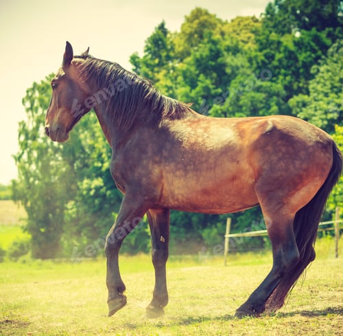 Preview: Brown Wild Horse On Meadow Idyllic Field. Agricultural Mammals Animals In Natural Environment.