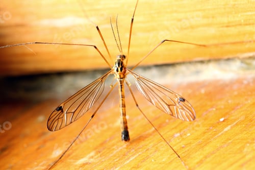 Preview: A Mosquito Sitting On Yellow Wall Indoor. Extreme Close-Up.