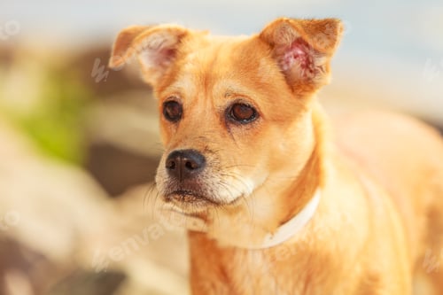 Preview: Animals And Pets Concept. Healthy Full Of Energy Dog Playing Outdoor. Cute Lovely Energetic Smiling