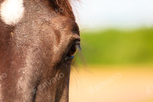 Preview: Close Up Of Horse Animal Eye Snout.