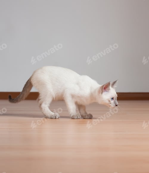 Preview: Gorgeous Playful Siamese Kitten.