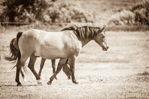 Preview: Brown Wild Horse On Meadow Idyllic Field. Agricultural Mammals Animals In Natural Environment.
