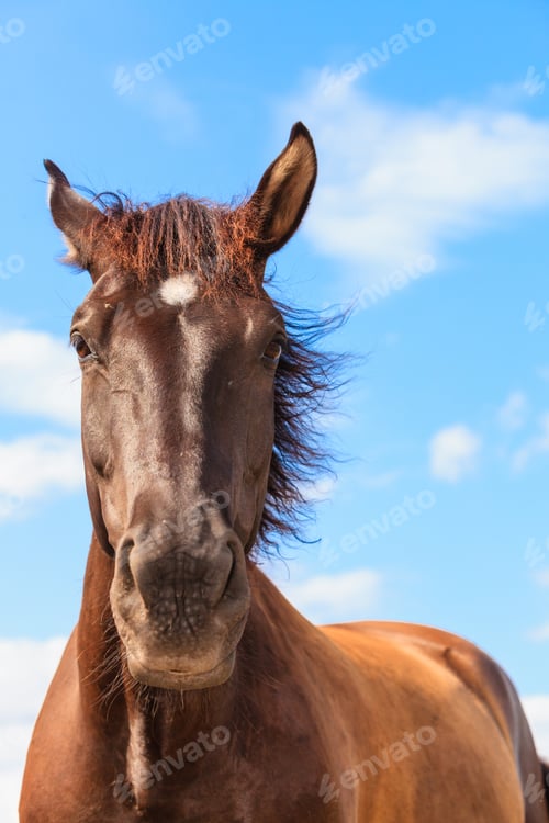 Preview: Closeup Of Majestic Graceful Brown Horse Against Blue Sky.