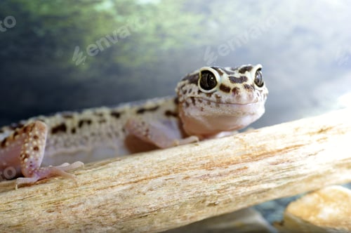 Preview: Leopard Gecko, Eublepharis Macularius. Tropical Lizard