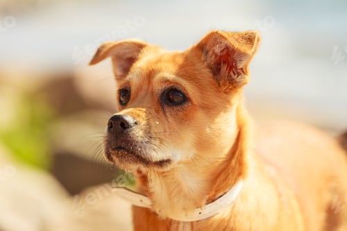Preview: Animals And Pets Concept. Healthy Full Of Energy Dog Playing Outdoor. Cute Lovely Energetic Smiling