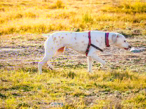 Preview: Dog Playing Outdoor. Animals And Pets