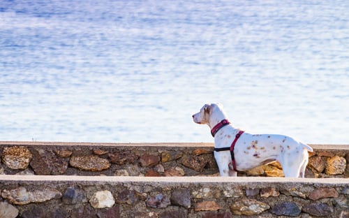 Preview: Dog Playing Outdoor. Animals And Pets