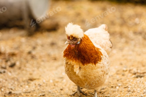 Preview: Ornithology, Agriculture, Homeste Animals Concept. Beautiful Colorful Chicken Hen Closeup Walking