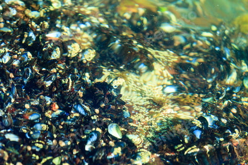 Preview: Abstract Design Texture Background. Shells In Water.