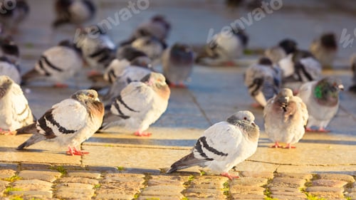 Preview: Flock Of Pigeons In The City Street Public Square