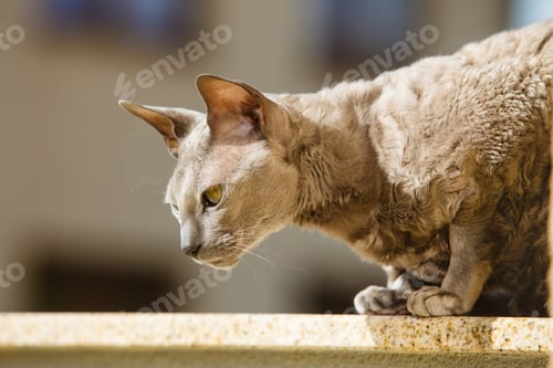Preview: Animals At Home. Egyptian Mau Cat Sitting On The Balcony Outdoor