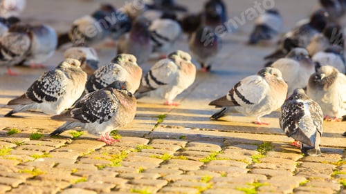 Preview: Flock Of Pigeons In The City Street Public Square