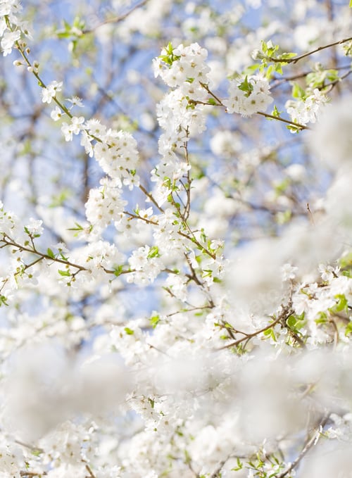 Preview: In Bloom, Delicate Colorful Spring Flowers Lit By The Sun.