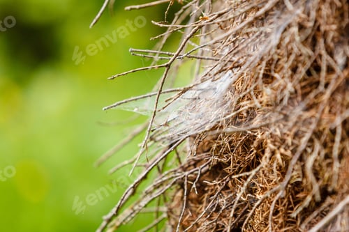 Preview: Animals Houses, Forest Beauty, Nature Concept. Closeup Of Cobweb On Moss Tree Branches.