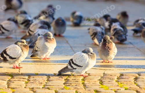 Preview: Flock Of Pigeons In The City Street Public Square