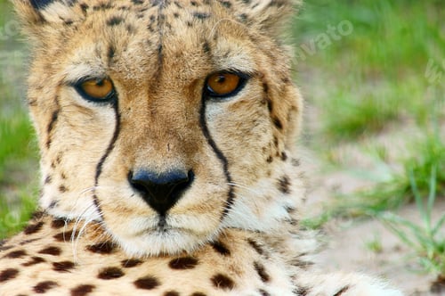 Preview: Cheetah Portrait, (Acinonyx Jubatus) Looking Straight At Camera