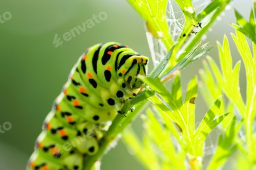 Preview: Green Caterpillar On Natural Background