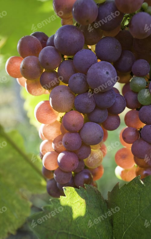 Preview: Fall Harvest Time.