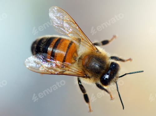 Preview: A Honey Bee On The Glass