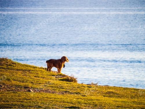 Preview: Dog Playing Outdoor. Animals And Pets