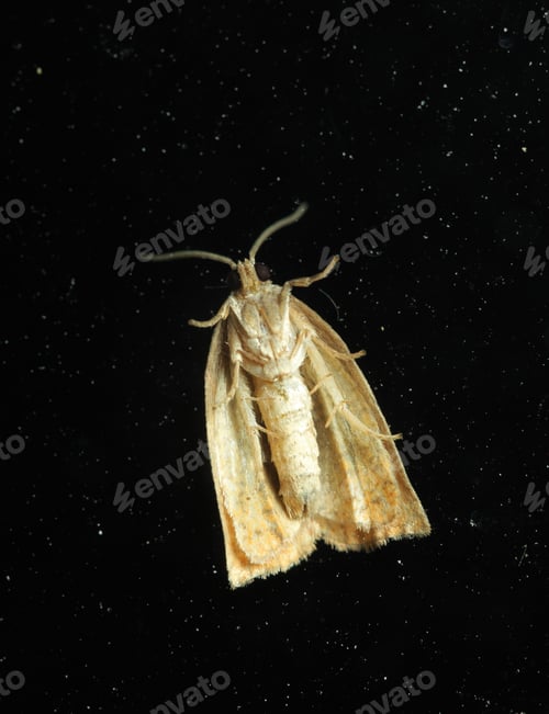 Preview: Moth Portrait Front View On Black Background