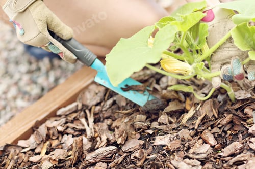Preview: Adult Woman Picking Vegetables From Garden
