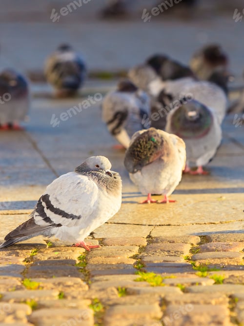 Preview: Flock Of Pigeons In The City Street Public Square