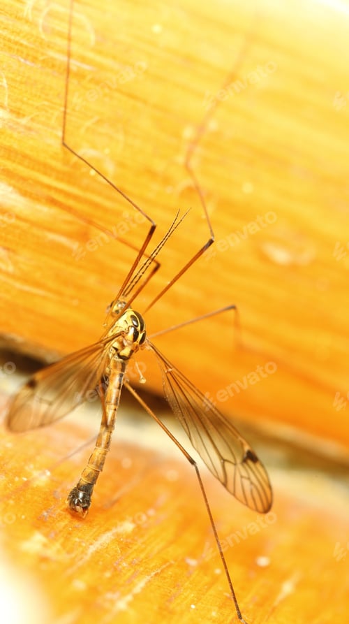 Preview: A Mosquito Sitting On Yellow Wall Indoor. Extreme Close-Up.